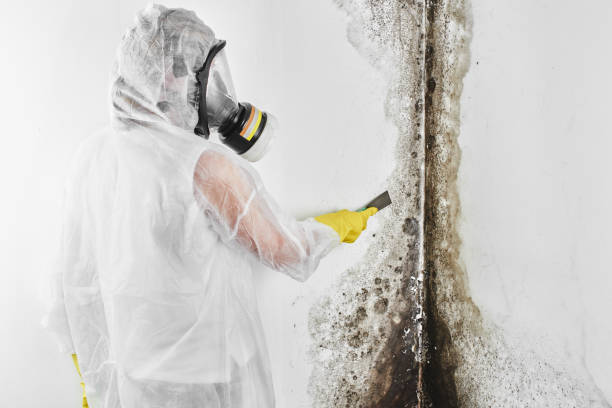 Best Toxic Mold Removal  in Lucas, TX