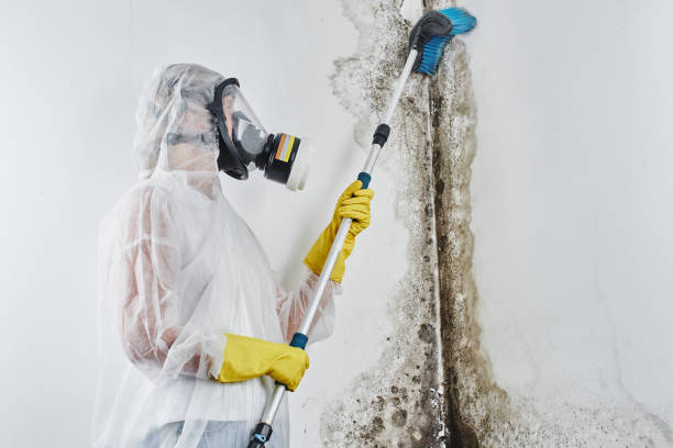 Best Crawl Space Mold Removal  in Lucas, TX
