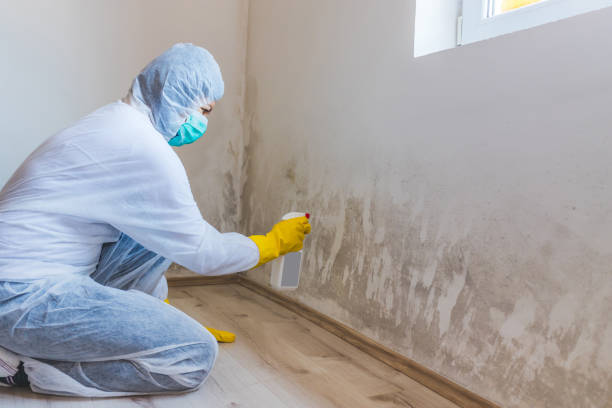 Mold Testing and Removal in Lucas, TX