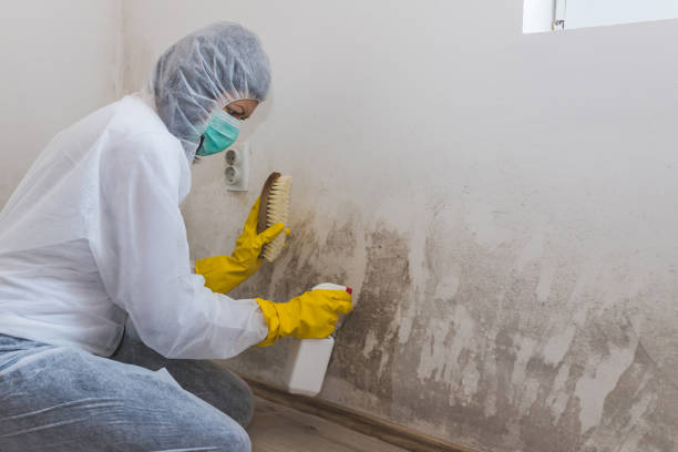 Best Mold Testing and Removal  in Lucas, TX