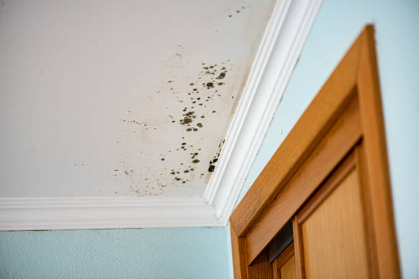 Best Attic Mold Removal  in Lucas, TX