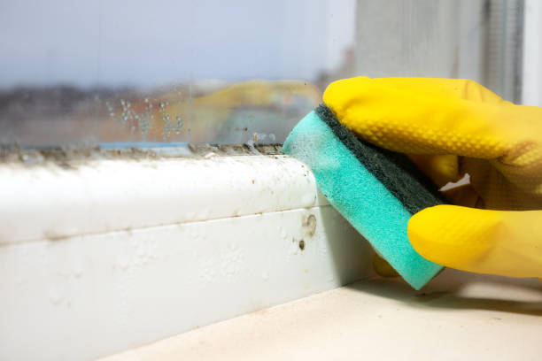 Best Best Mold Removal Companies  in Lucas, TX