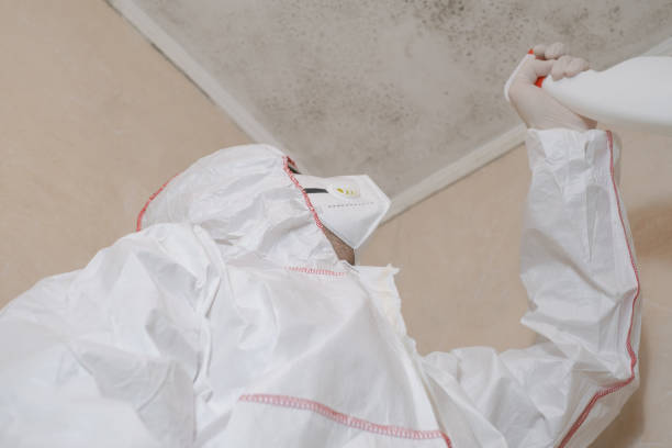 Reliable Lucas, TX Mold Removal Solutions