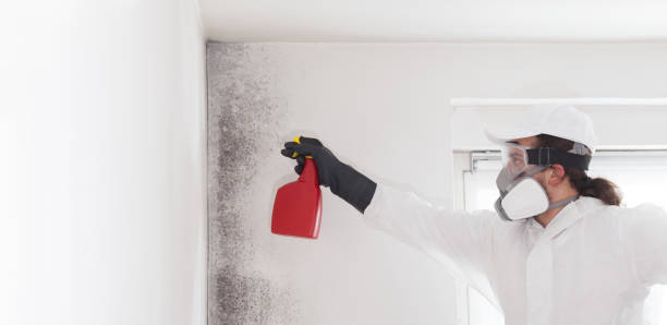 Best Mold Removal Company Near Me  in Lucas, TX