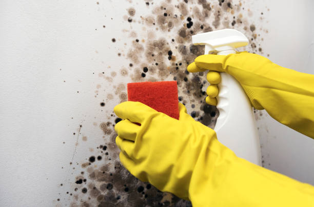 Best Toxic Mold Removal  in Lucas, TX