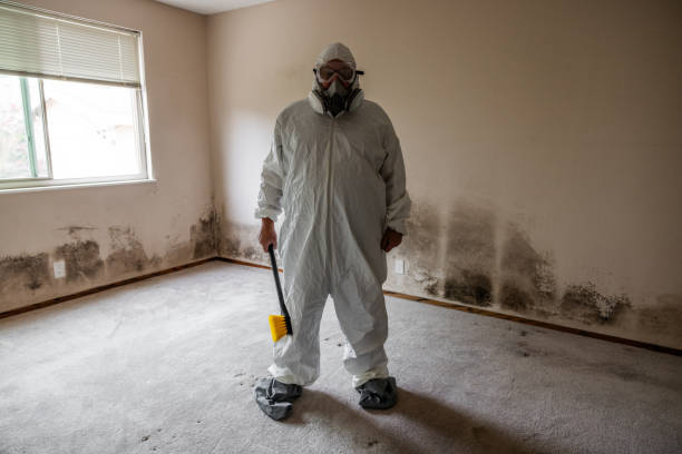 Mold Removal and Inspection in Lucas, TX