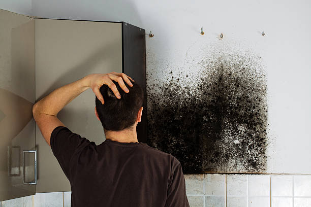 Best Mold Remediation Services  in Lucas, TX