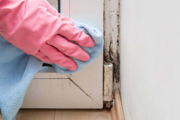 Best Home Mold Removal  in Lucas, TX