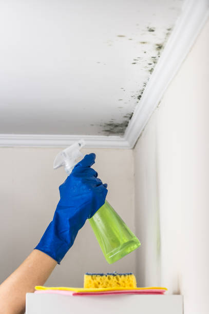 Best Mold Damage Repair  in Lucas, TX